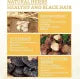 Anti-Greying Hair Serum, Hair Darkening Serum, Ganoderma Nutrient Natural Darkening, Promotes Healthier and Thicker Hair